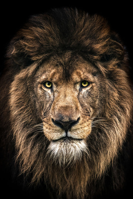 The King Within