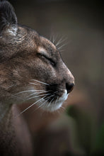 Load image into Gallery viewer, The Puma&#39;s Peace